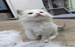 Ragdoll cats for sale: Gorgeous Ragdoll kittens  - Image 13