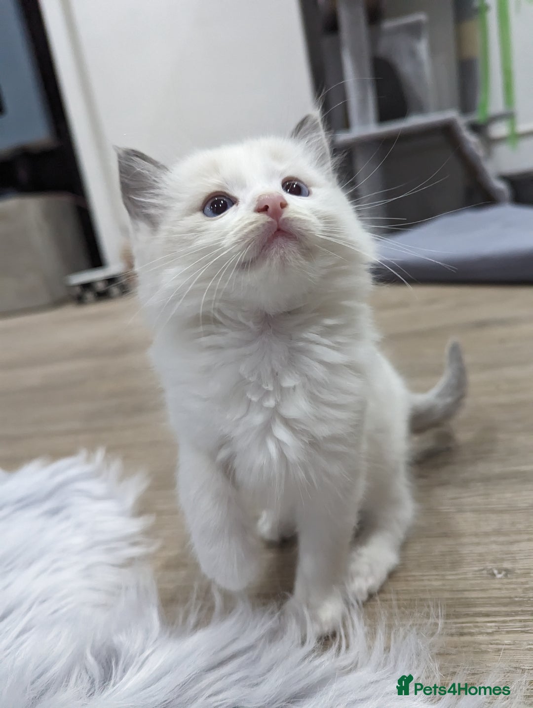 Ragdoll cats for sale: Gorgeous Ragdoll kittens  - Image 13