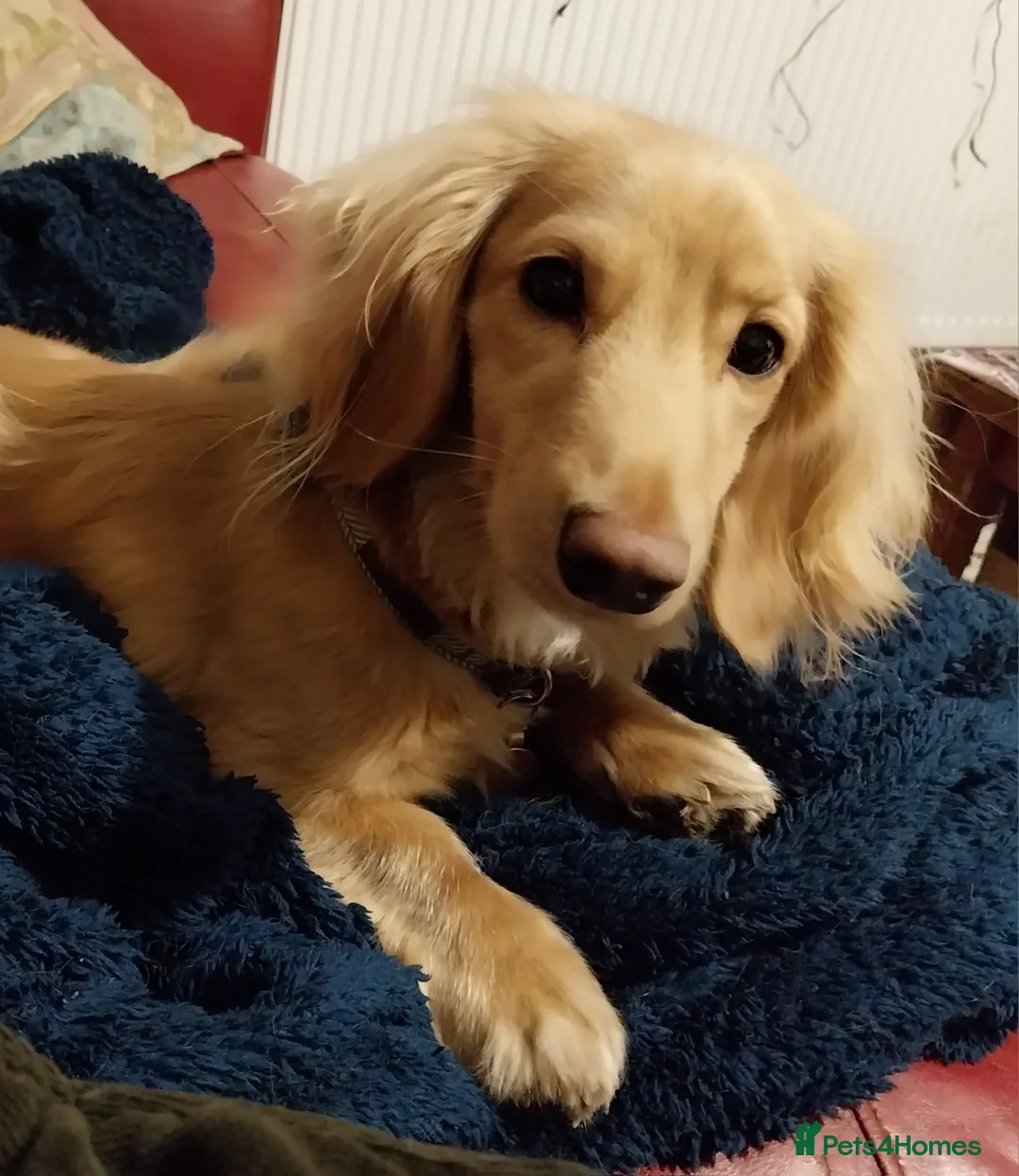 Miniature Dachshund dogs for stud: Stud KC cream long haired miniature dachshund  in Durham - Advert 9