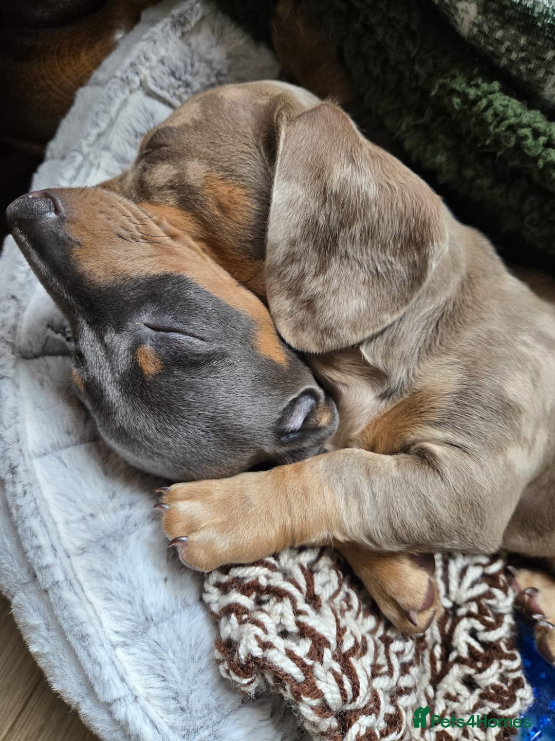 Miniature Dachshund dogs for stud: Kc Miniature chocolate daschund for stud  - Advert 7