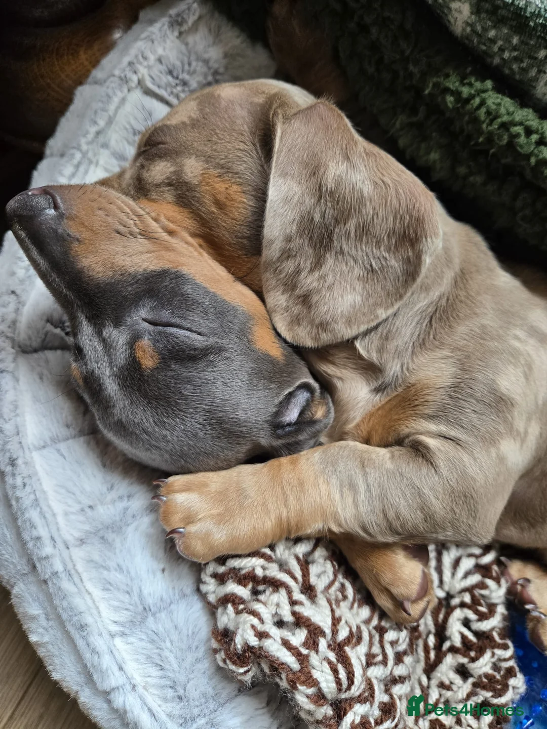 Miniature Dachshund dogs for stud: Kc Miniature chocolate daschund for stud  - Advert 7