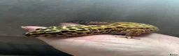 Gecko reptiles for sale: Leopard gecko and set up  - Advert 6