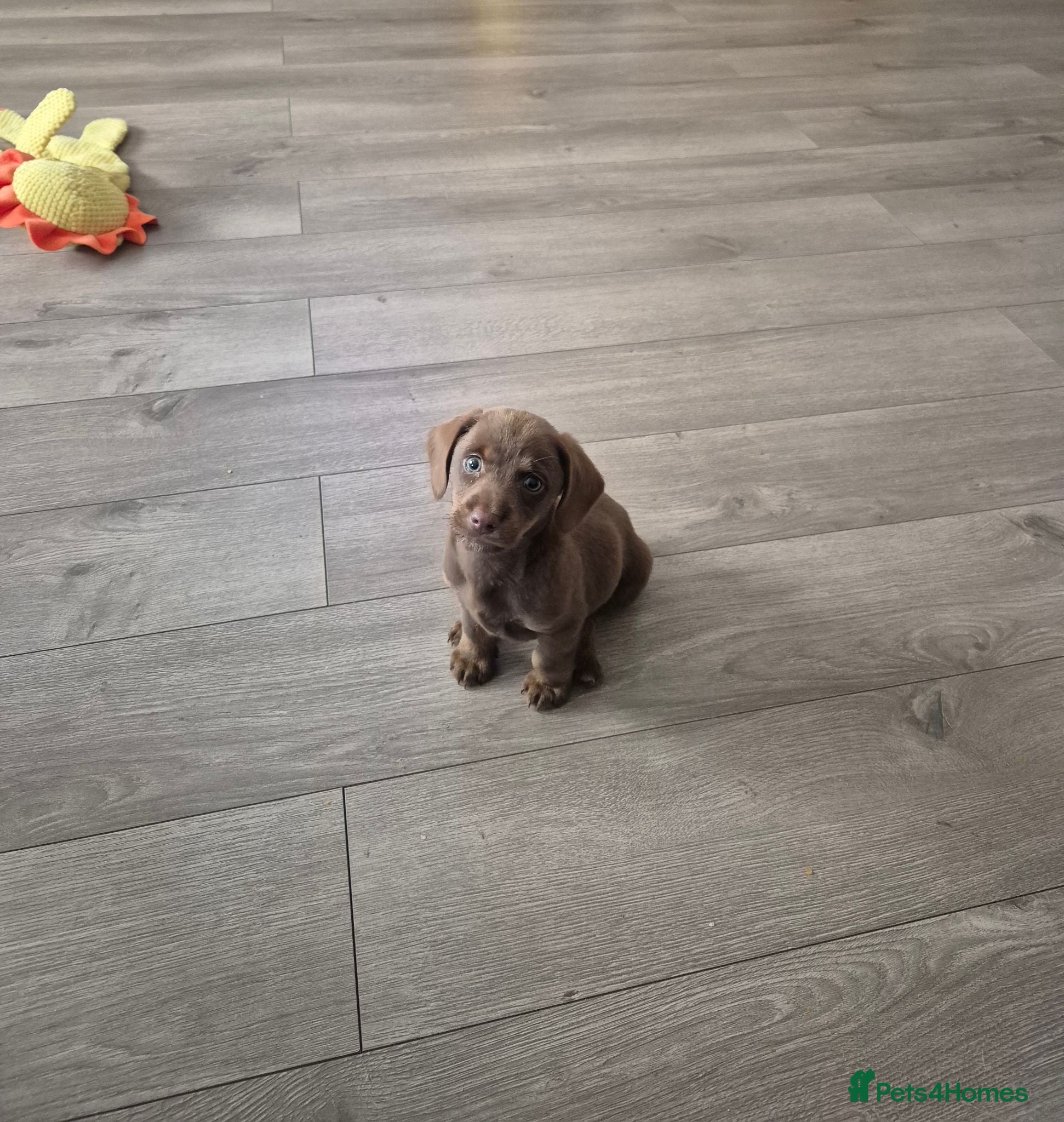 Dachshund dogs Male dachshund  - Advert 12