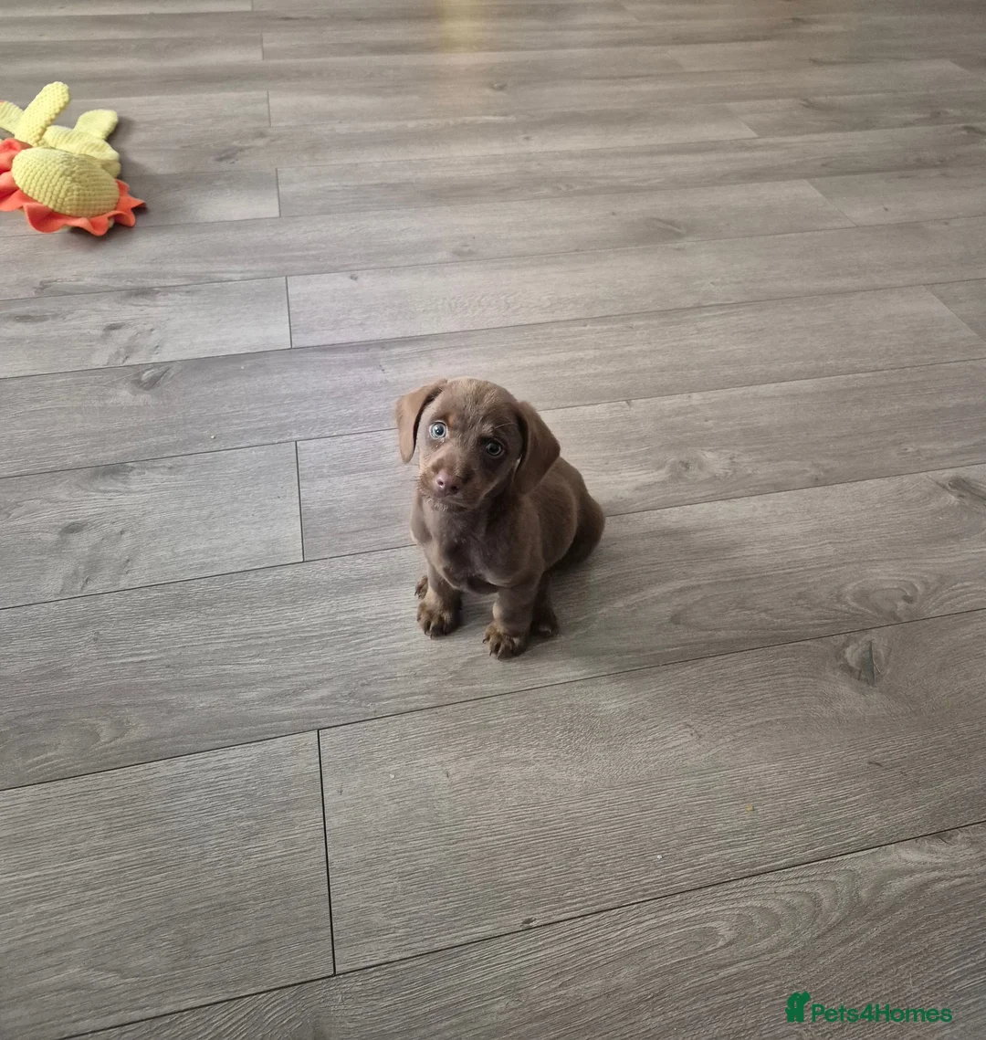 Dachshund dogs for sale: Male dachshund  in Preston - Advert 1