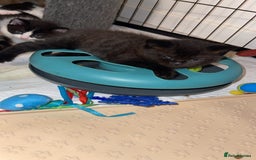 Scottish Fold cats for sale: Bombay  in Lee-on-the-Solent - Image 6