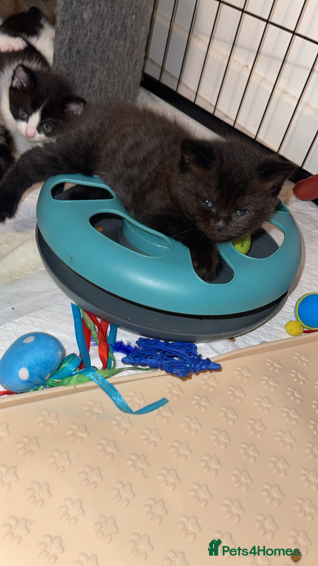 Scottish Fold cats for sale: Bombay  in Lee-on-the-Solent - Image 6