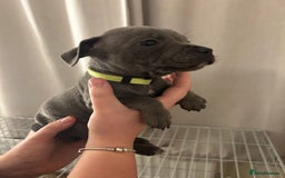 Staffordshire Bull Terrier dogs for sale: Stunning pure blue staffies - Image 3