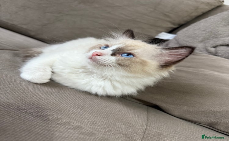 Ragdoll cats - Advert 2