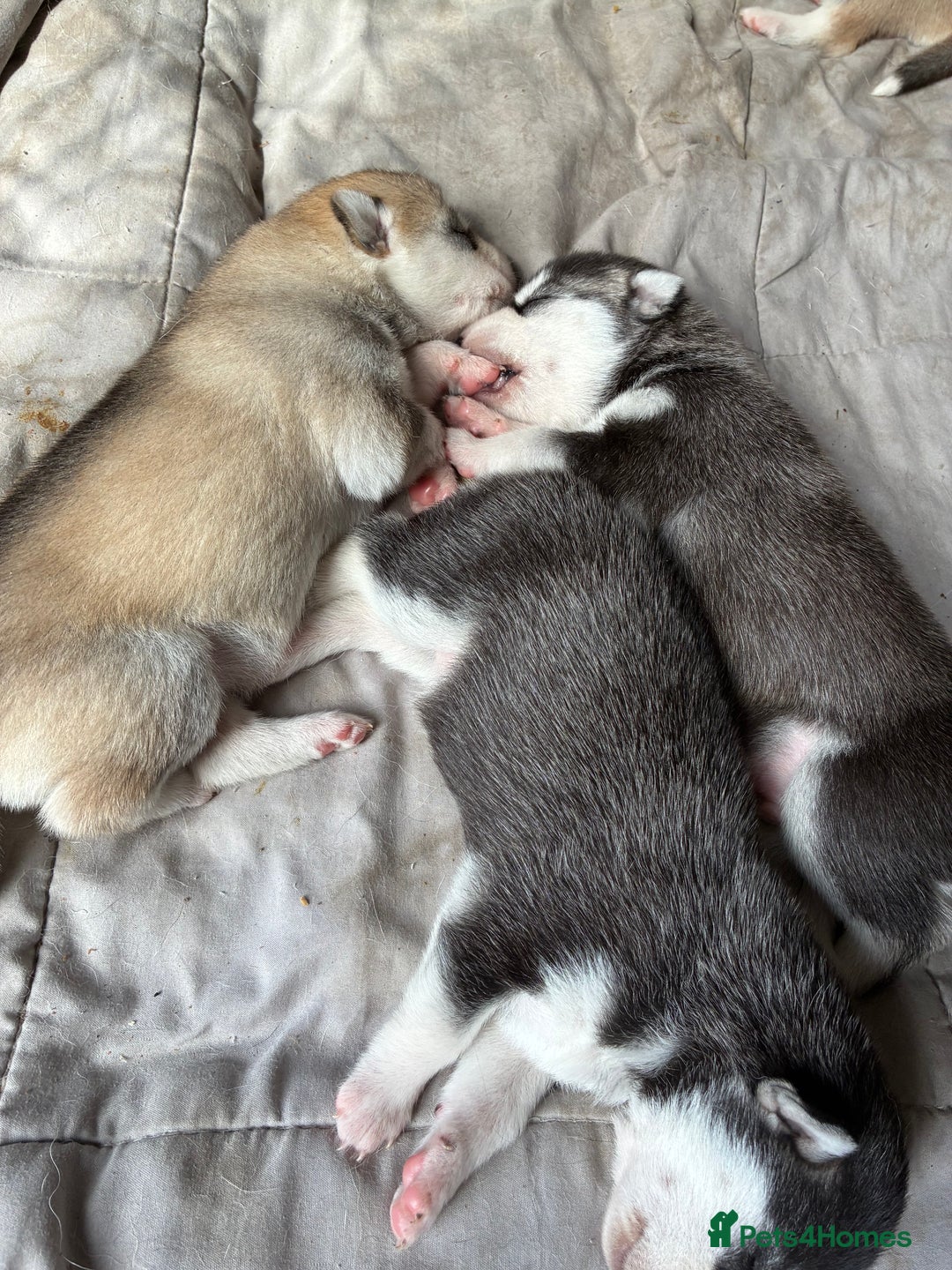 Utonagan dogs for sale: Siberian husky x malamute puppies - Image 1