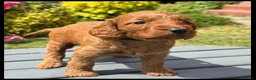 Cockapoo dogs for sale: Gorgeous Fox Red F1 Cookapoos  - Advert 26