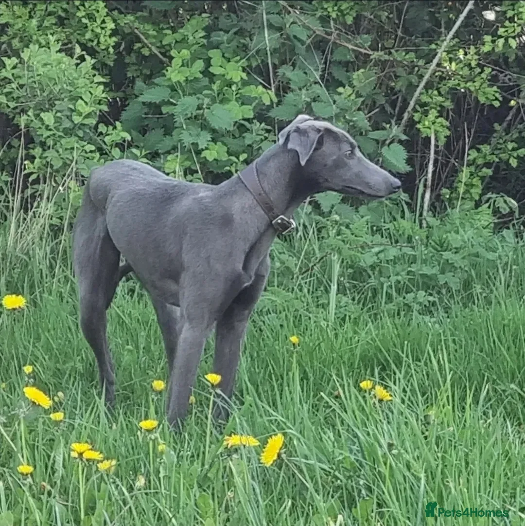 Mixed Breed dogs for sale: Bedlington whippet greyhound pups  in Nottingham - Advert 2
