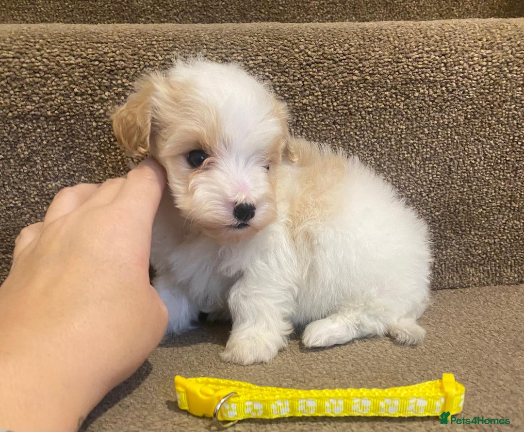 Cavapoo dogs for sale: F2 cavapoo puppys - Advert 4