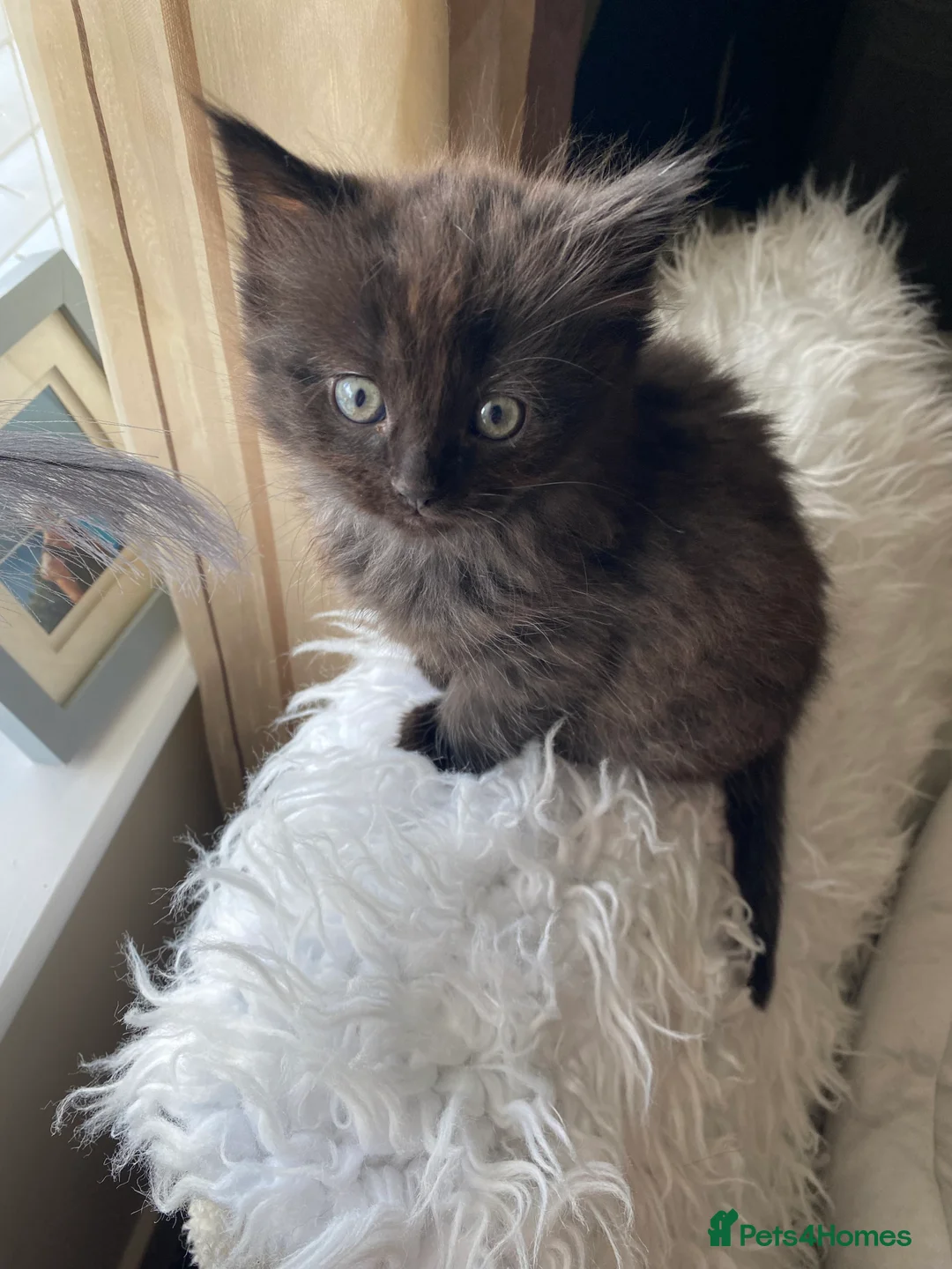 Ragdoll cats for sale: Ragdoll X Kittens  - Advert 2