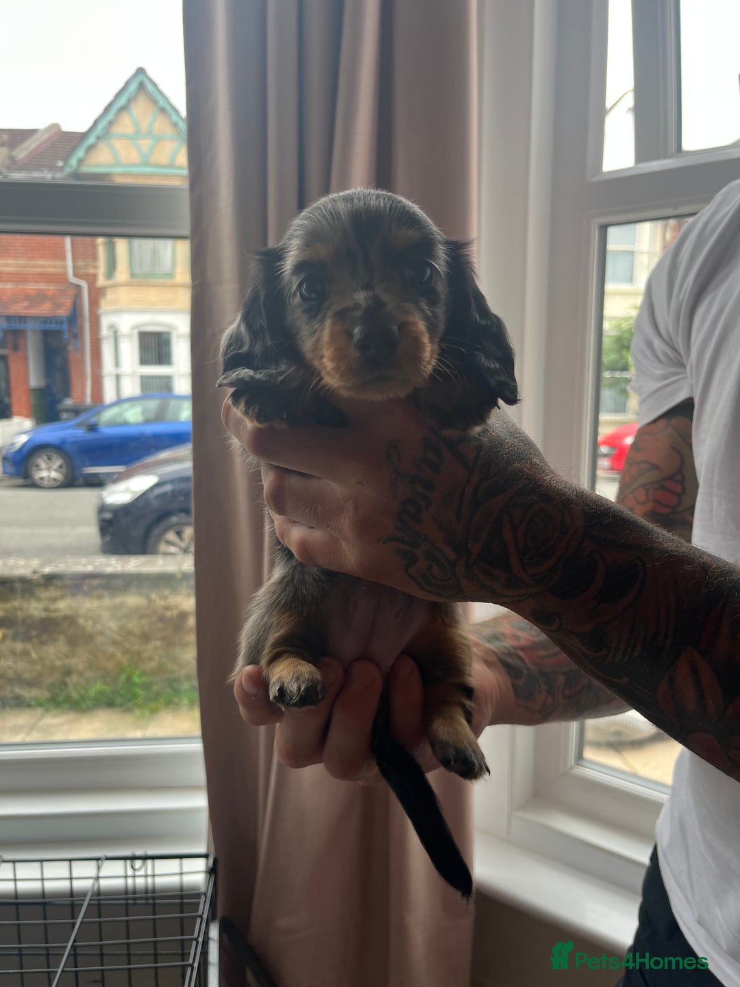Miniature Dachshund dogs for sale: Beautiful miniature dachshunds L/H+S/H - Image 10
