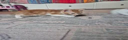 Mixed Breed cats for sale: KITTENS READY TO LEAVE in Oldbury - Advert 17