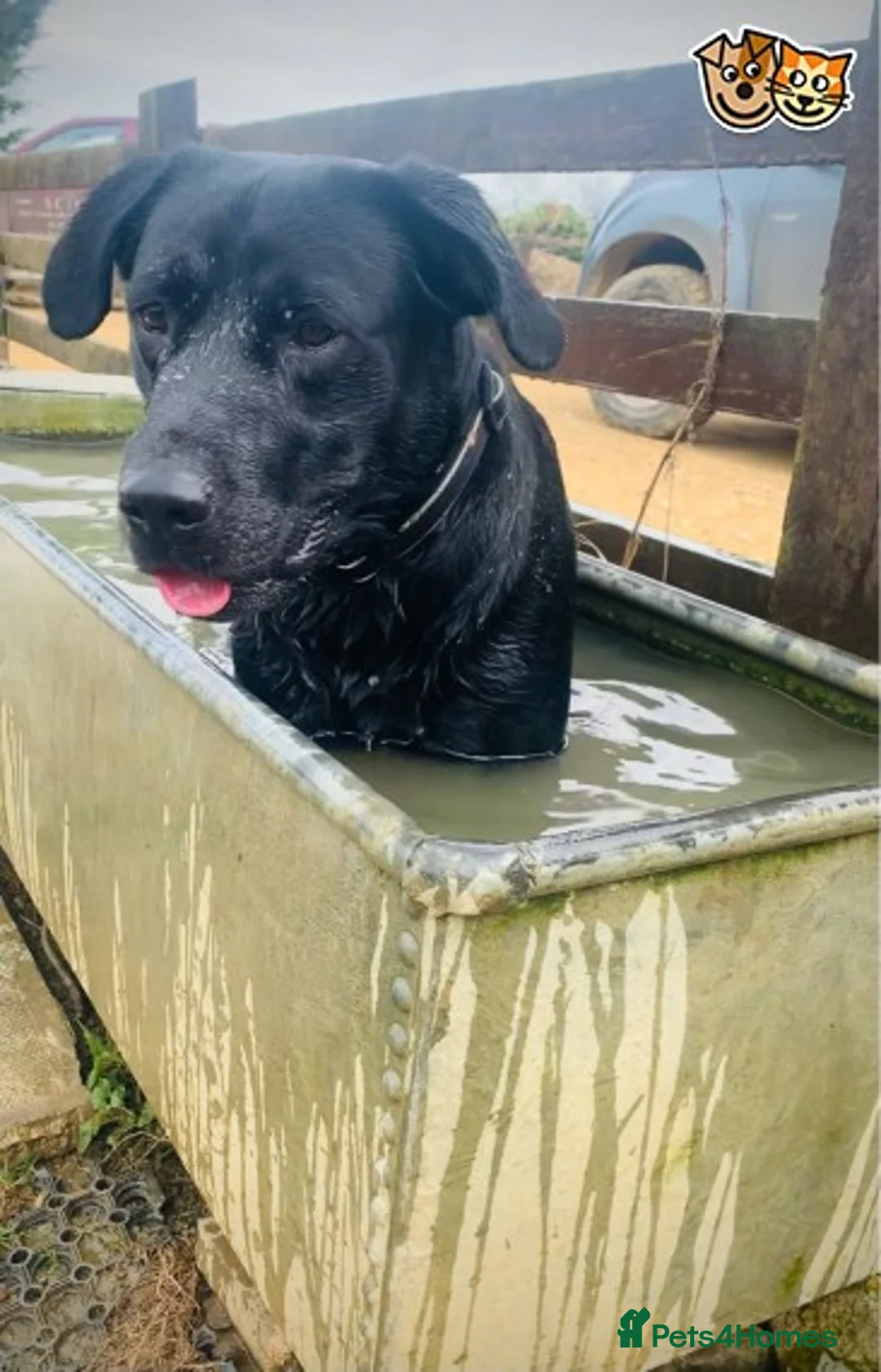 Labrador Retriever dogs for stud: Fully Health Tested Stunning Black Labrador Stud in Tewkesbury - Advert 6
