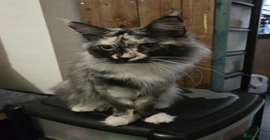 Maine Coon cats - Advert 10