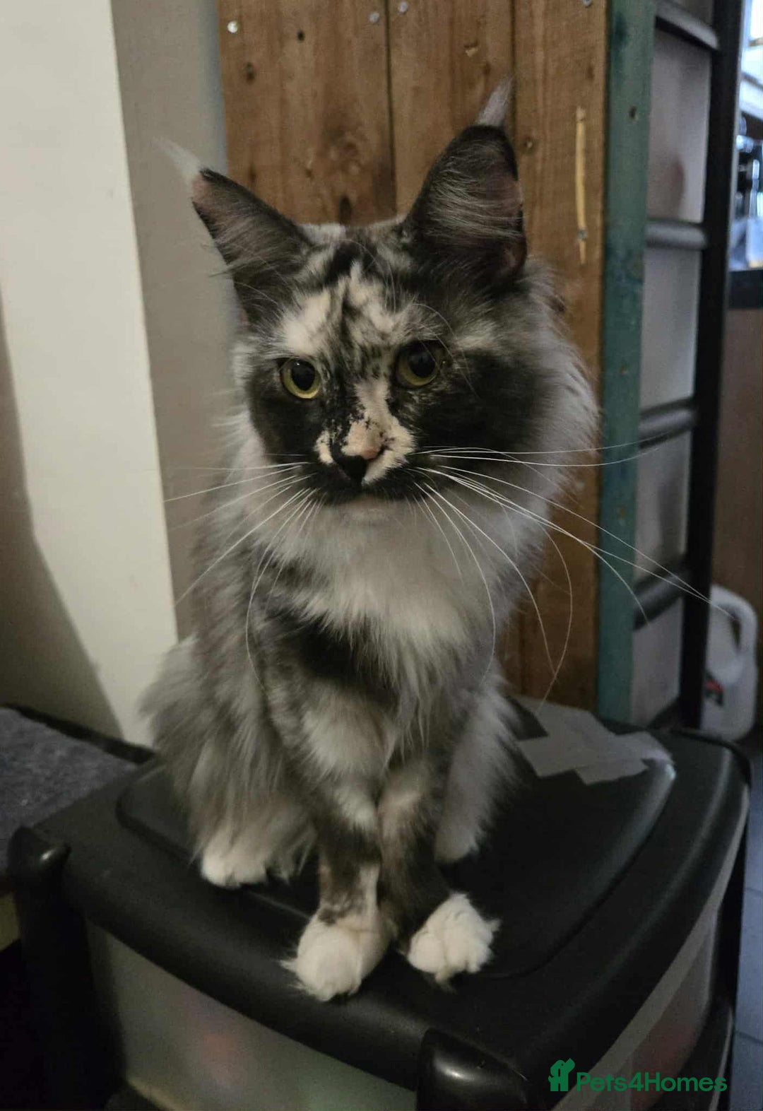 Maine Coon cats for sale: Beautiful girl looking for forever home. - Image 2