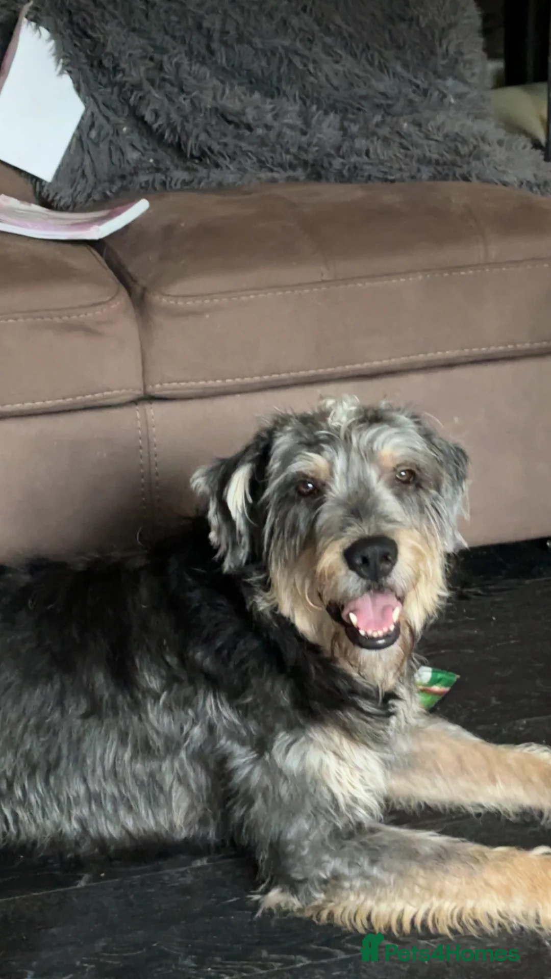 Mixed Breed dogs for sale: Collie x New Zealand hunt away  - Advert 5