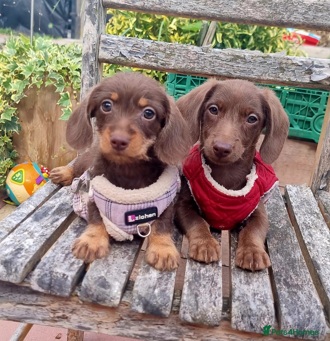 Doxiepoo dogs for sale: Adorable Doxiepoo puppy's  - Image 8