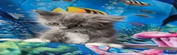 Ragdoll cats for sale: PET OR ActiveTicaHCM,PKD Certyficate,Championship  - Advert 4
