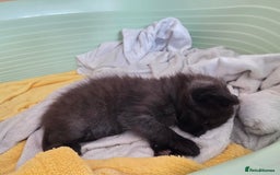 Mixed Breed cats for sale: Black kittens  - Image 12