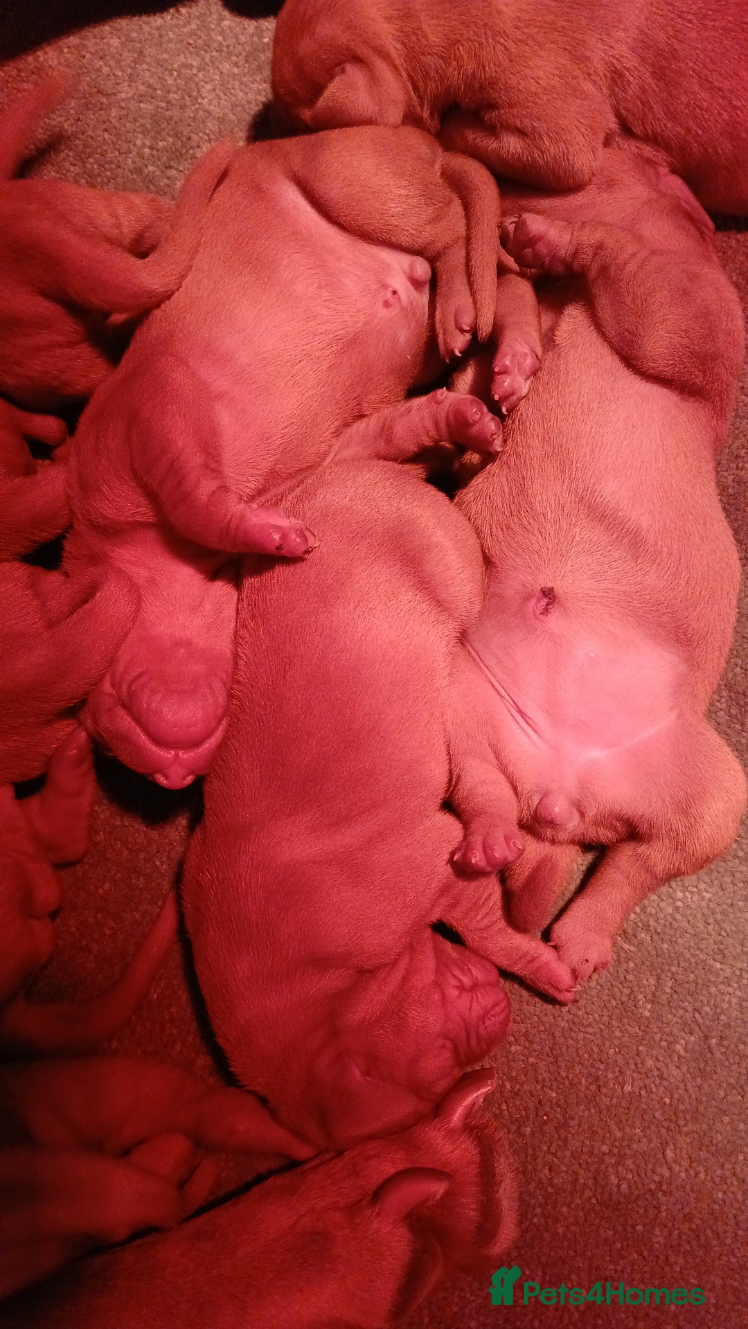 Hungarian Vizsla dogs for sale: CHAMPION BRED KC HUNGARIAN VIZSLAS - Image 11