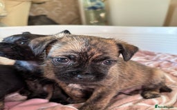 Jug dogs for sale: Jug puppies  - Image 5