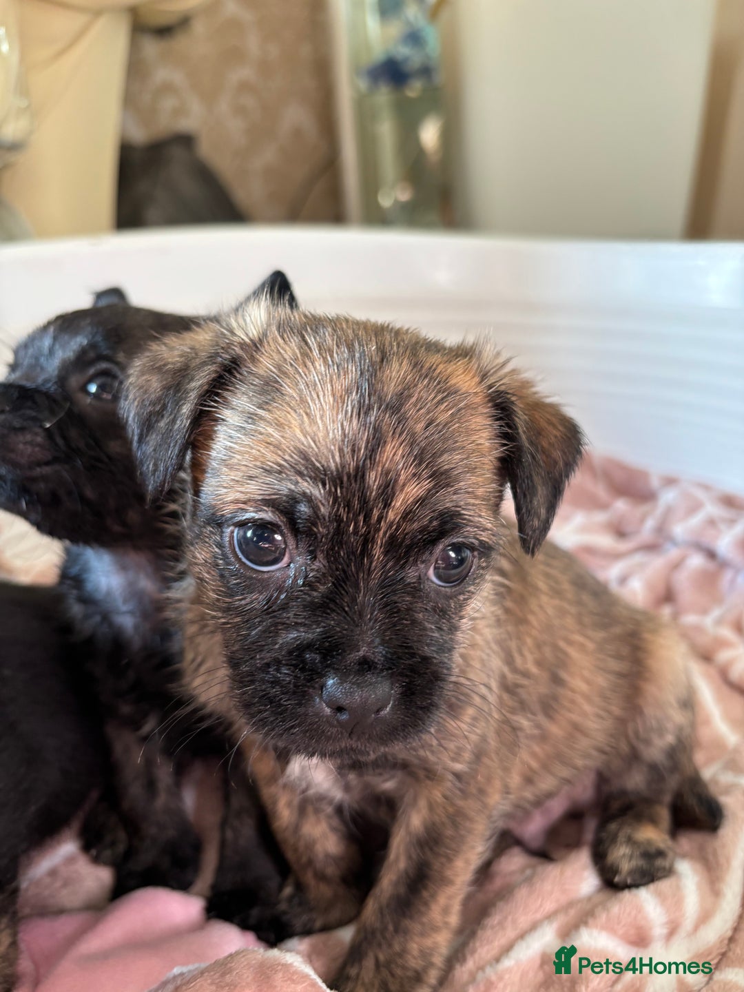 Jug dogs for sale: Jug puppies  - Image 5