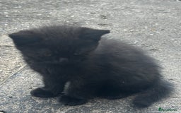 Mixed Breed cats for sale: 3 female kittens ready to go  - Image 10