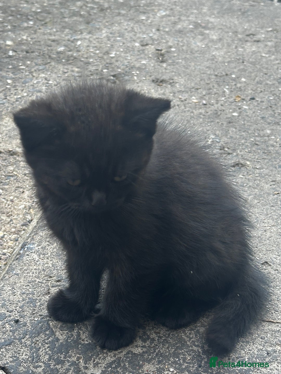 Mixed Breed cats for sale: 3 female kittens ready to go  - Image 10