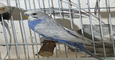 Budgerigars birds - Advert 15