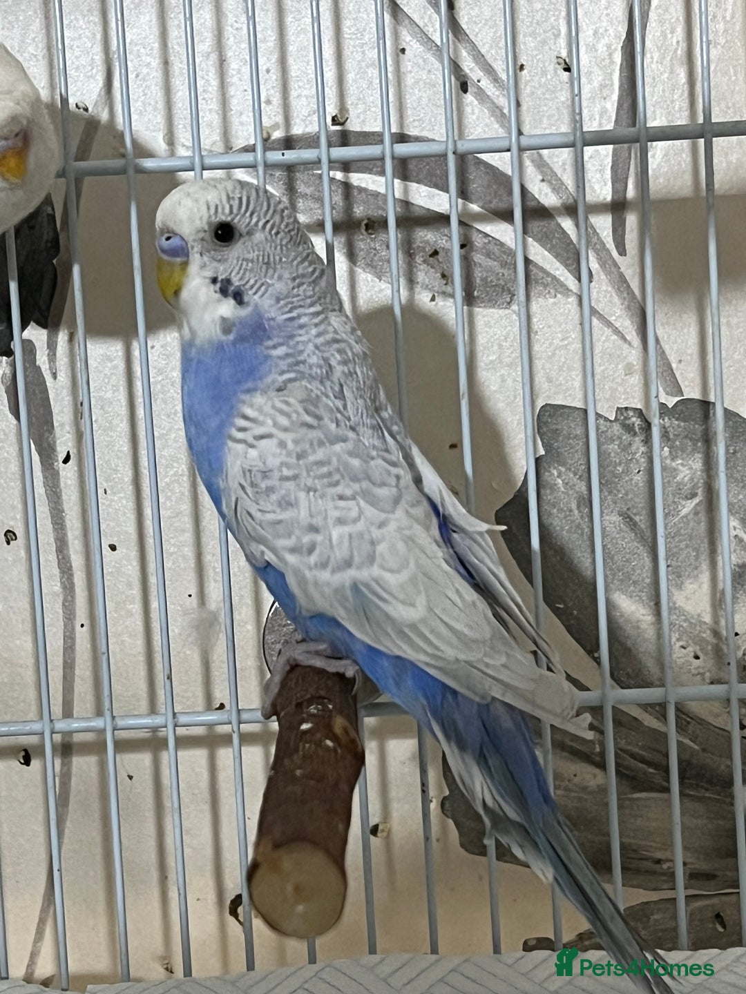 Budgerigars birds for sale: Blue and White Greywing Budgie Male  - Image 2