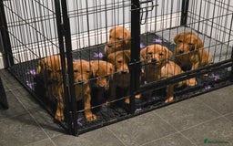 Labrador Retriever dogs for sale: KC Registered Fox Red Labrador Puppies - Image 24