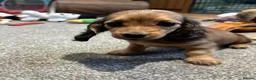 Miniature Dachshund dogs for sale: Cream dapple boy and shaded red girl - Advert 17