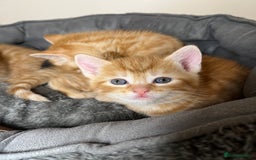 Mixed Breed cats for sale: 🐾 Adorable Litter of 5 Playful Kittens  - Image 14