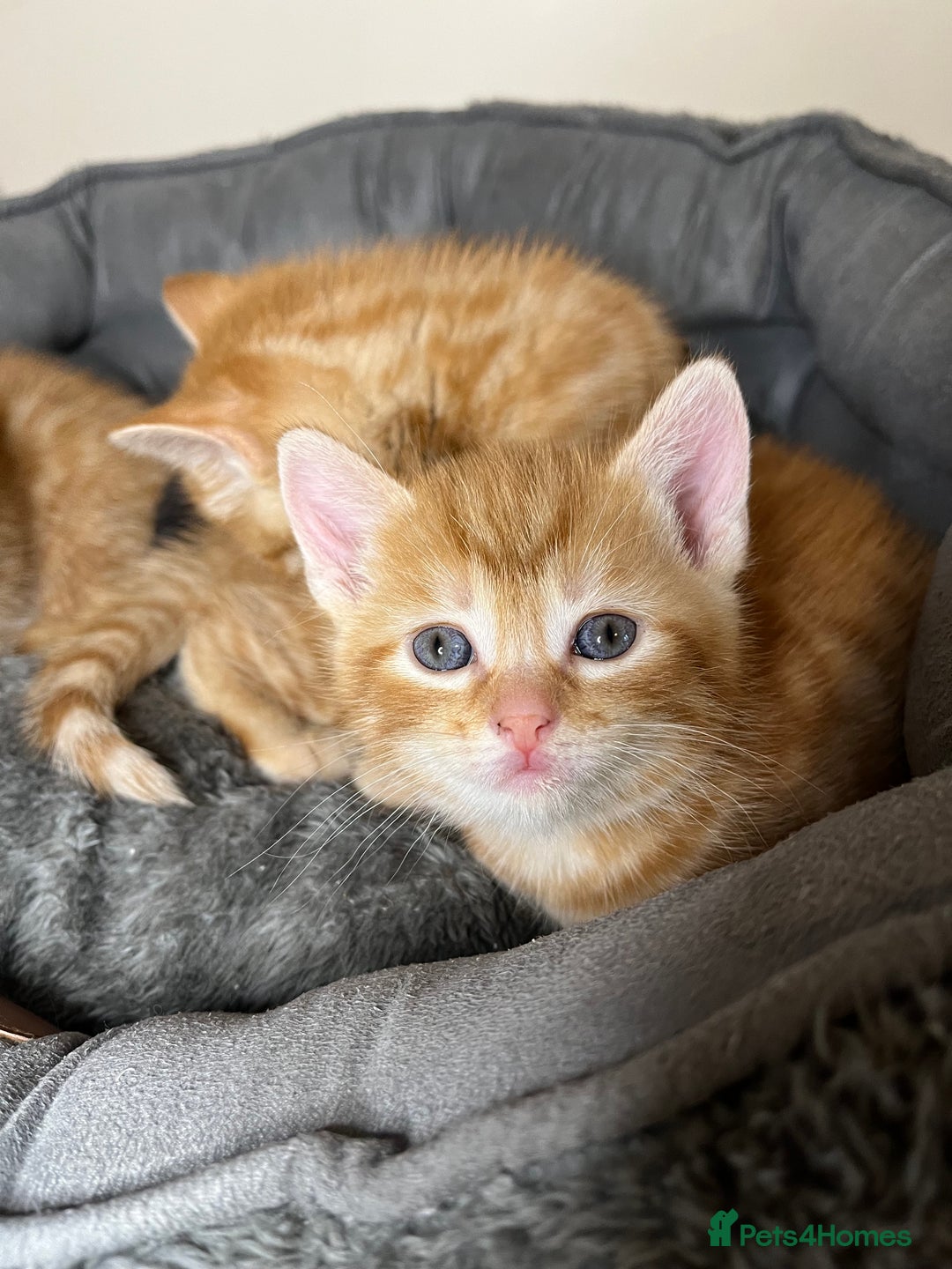 Mixed Breed cats for sale: 🐾 Adorable Litter of 5 Playful Kittens  - Image 14