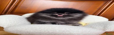 Pomeranian 1