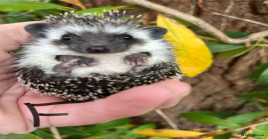 Pygmy Hedgehog rodents - Advert 4