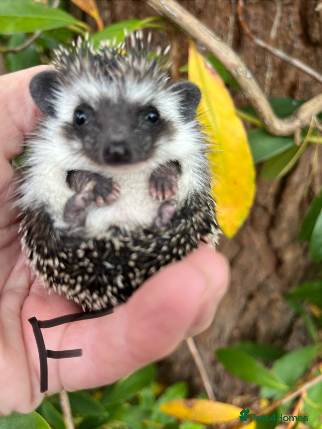Pygmy Hedgehog rodents for sale: Pygmy hoglets ready now! Stunning friendly babies  - Image 4