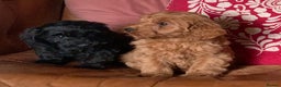 Cockapoo dogs for sale: Small Curly Cockapoo Puppies For Sale - Advert 6