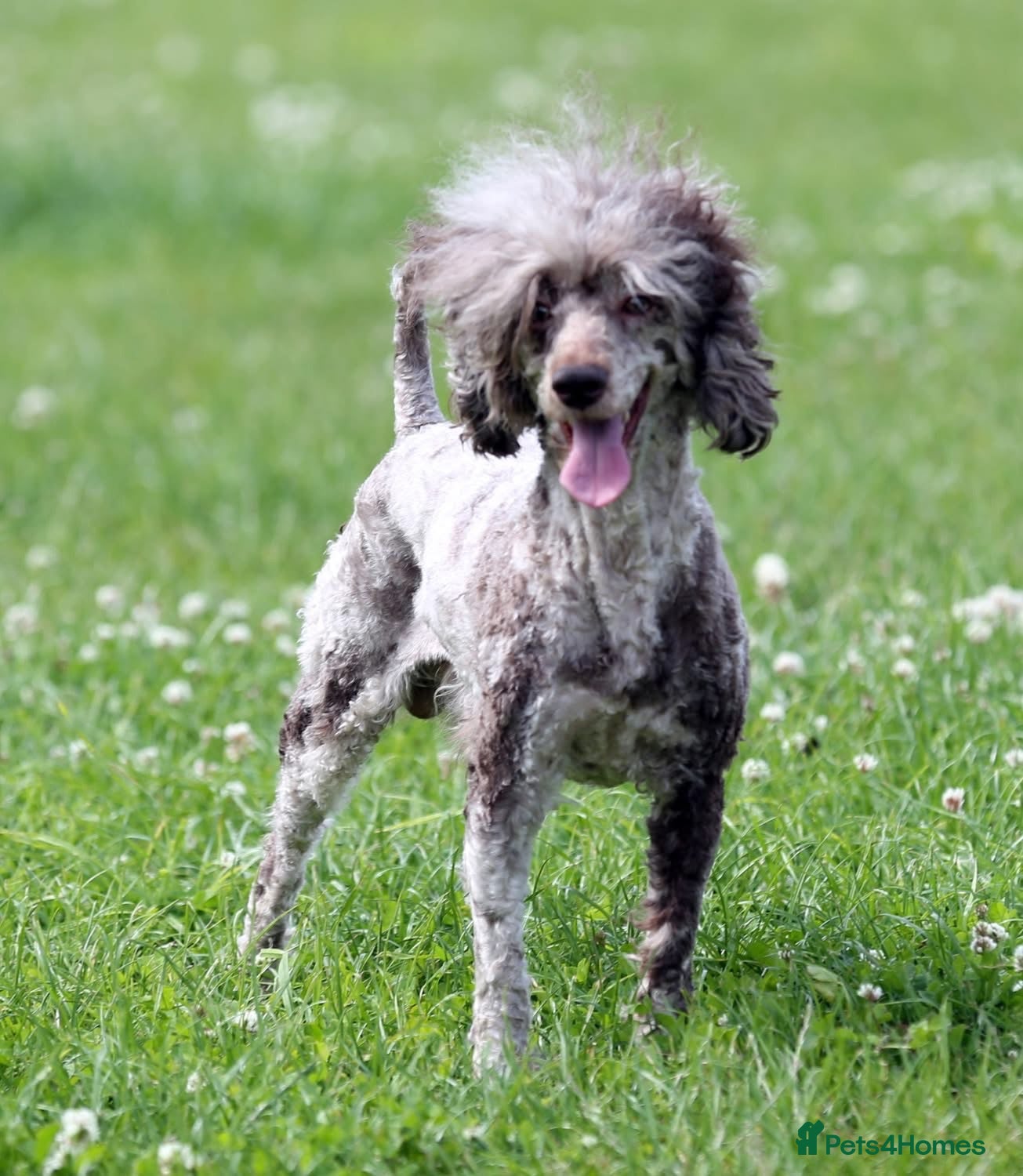 Miniature Poodle dogs Chocolate Merle poodle boy - Advert 9