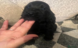 Cocker Spaniel dogs for sale: Cocker Spaniels  - Image 9