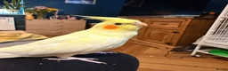 Cockatiels birds for sale: Beautiful hand-tame lutino Cockatiel  in Westbury - Advert 7