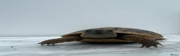 Hermann Tortoise reptiles for sale: Pair of Hermann's Tortoises with Complete Setup - Advert 8
