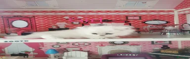 Scottish Fold Kitten 1💖 
