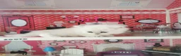 Scottish Fold cats for sale: Scottish Fold  Last Girl - Advert 19