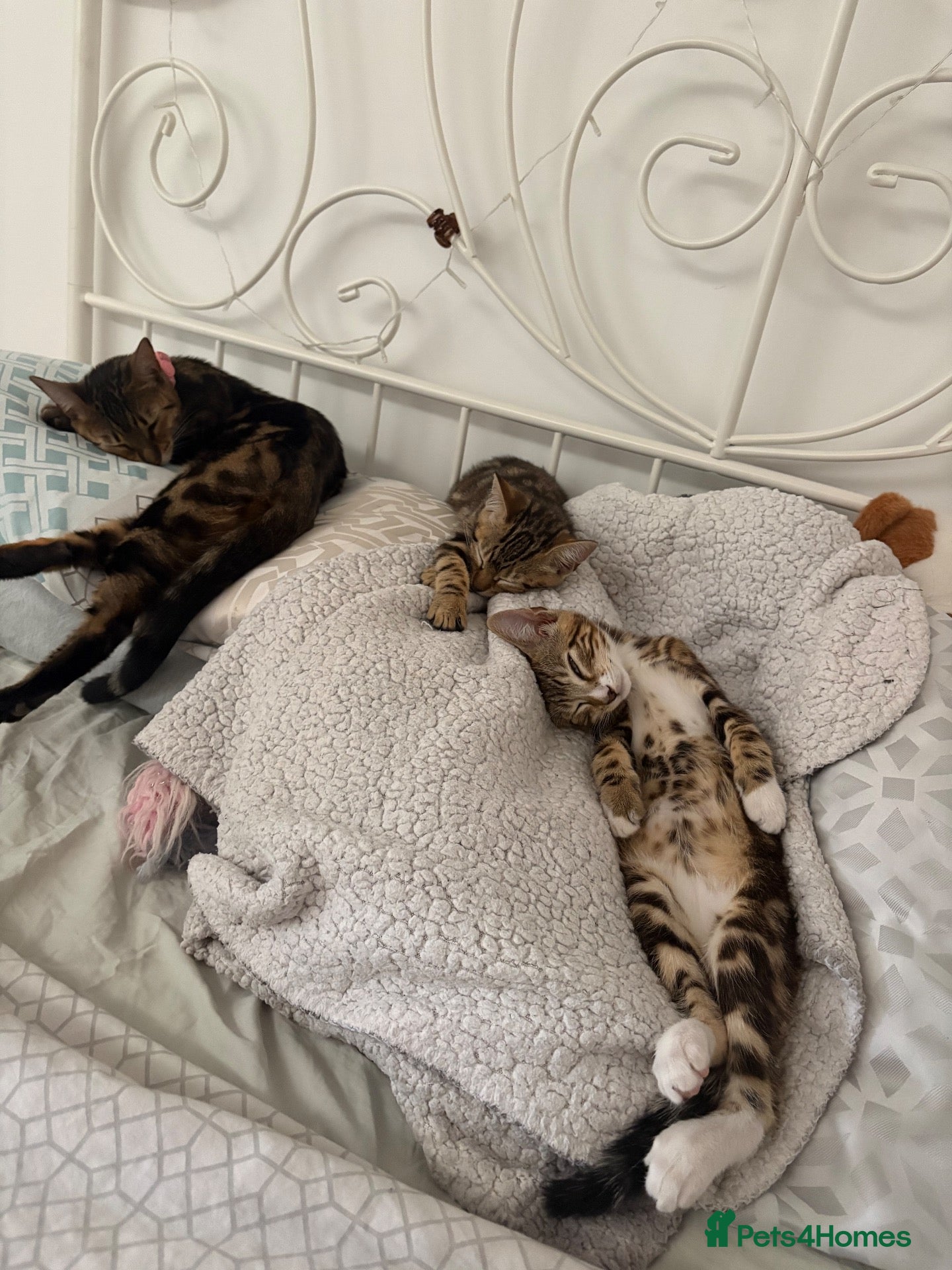 Mixed Breed cats Bengal cross Kittens – One Male & One Female - Advert 1