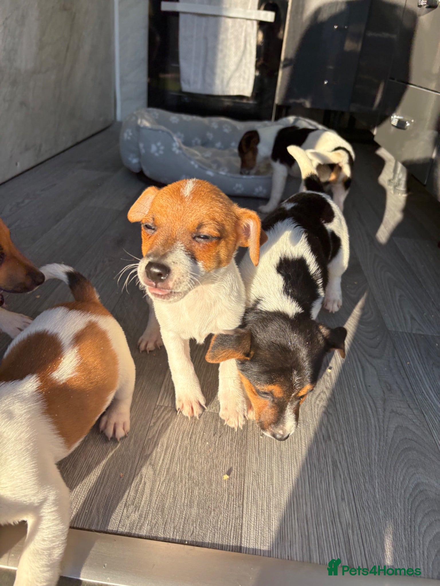 Jack Russell dogs Ready now Jack Russell puppies for sale!! - Advert 7