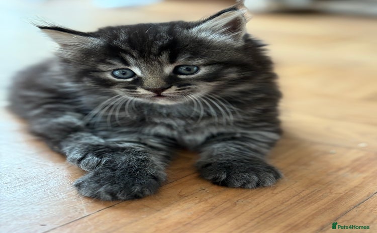 Maine Coon cats - Advert 15
